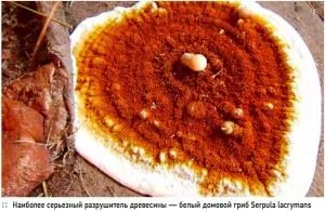 Bacteriile saprotrophs exemple, rol în natură