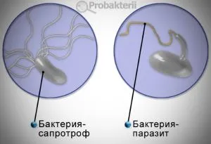 Bacteriile saprotrophs exemple, rol în natură