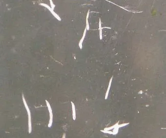 viermi albi în sticlă acvariu