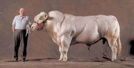 Белгийски бикове мутанти