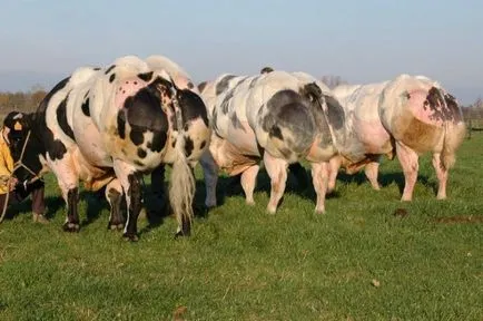 Белгийски бикове мутанти