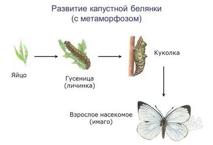 Butterfly зеле бяла пеперуда, как да се отървете