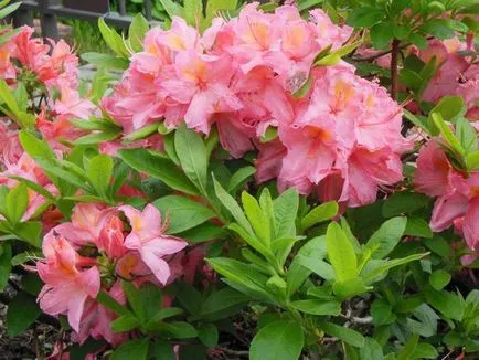 plantare Azalea, cultivare și întreținere