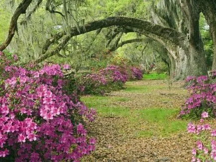 plantare Azalea, cultivare și întreținere