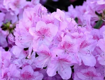 plantare Azalea, cultivare și întreținere