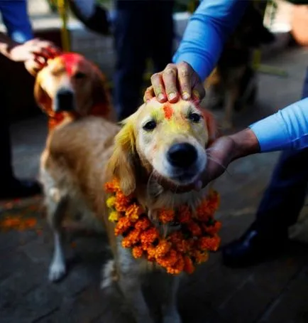 10 povestiri foarte ciudat despre oameni care au intrat în căsătorii cu animale, mixstuff