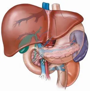 Tratamentul și prevenirea bolilor hepatice cu remedii populare