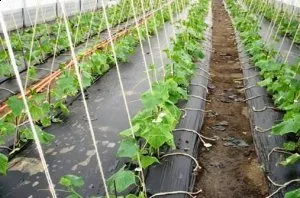 Cum să păstrezi plantele perene iarna