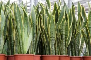 Puteți păstra în casă semne populare și proprietăți utile floarea soacrei (sansevieria)