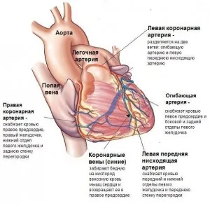 Care este cauzele, simptomele și primul ajutor infarctul miocardic