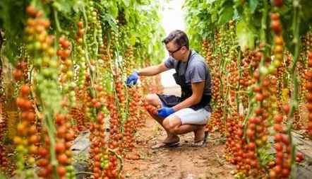 Tomato Rapunzel fotografie roșii, randament, recenzii