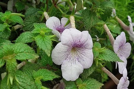 Fotografie cu soiurile de achimenesa îndrăgite de cultivatorii de flori