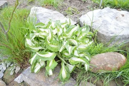 hosta