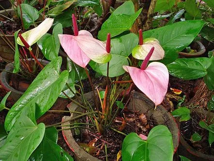 Metode de reproducere a florii de acasă de anthurium