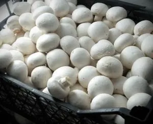 Afaceri de cultivare și producție de ciuperci champignon la domiciliu