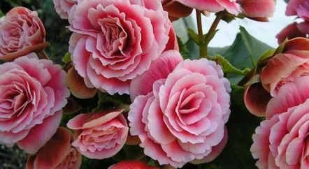 begonia