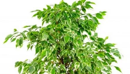 Formarea coroanei lui ficus Benjamin acasă