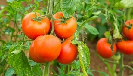 Descrierea tomatelor GS-12