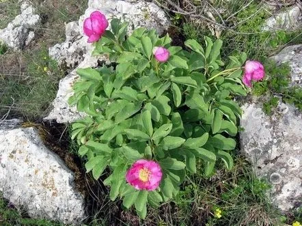 Bujor, rezumatul lecției naturii native