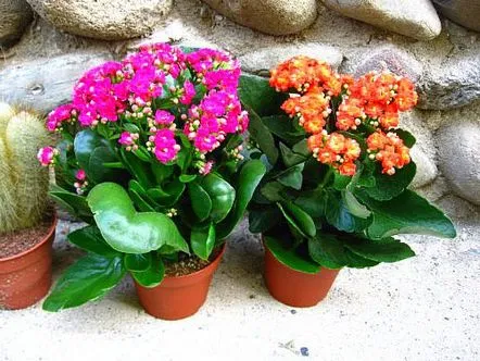 kalanchoe