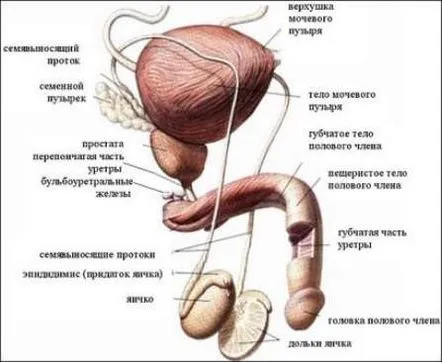 Cum să aflați locația prostatei la bărbați