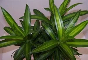 Dracaena, îngrijire la domiciliu, condiții de reproducere