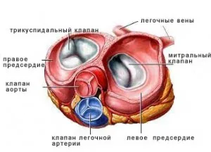 coardă