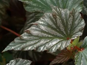 begonia