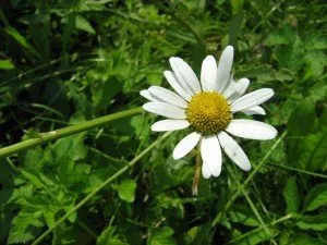 Plante medicinale pentru gastrită