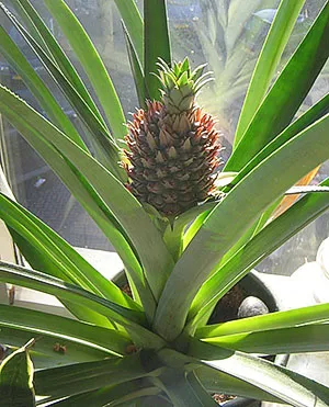 Un ananas de interior uimitor pe pervazurile noastre