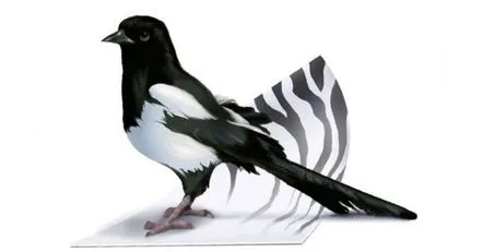 Magpie stătea pe semnul ferestrei