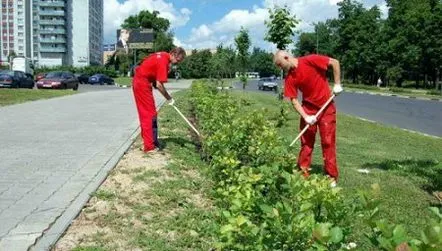 Îngrijirea tufișului primăvara