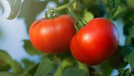 Descrierea soiului de tomate Bagira F1