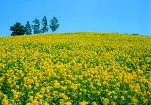 Muștar ca îngrășământ pentru sol