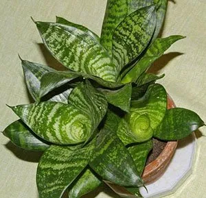 sansevieria