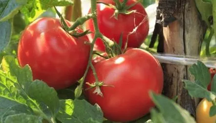 Tomate Volgograd descrierea soiului, fotografie, caracteristici, recenzii