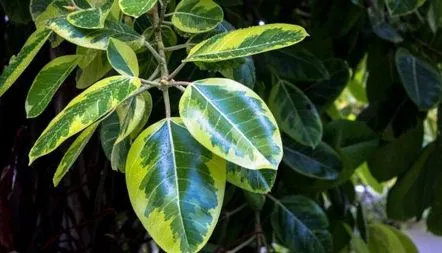 Ficus Robusta îngrijire acasă, foto