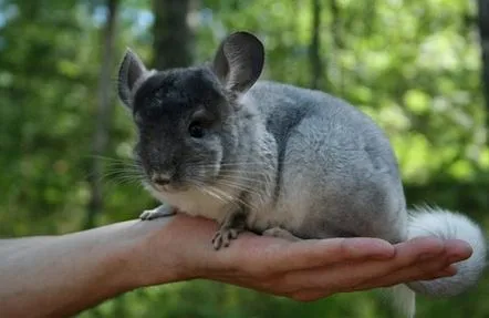 Chinchilla domestică