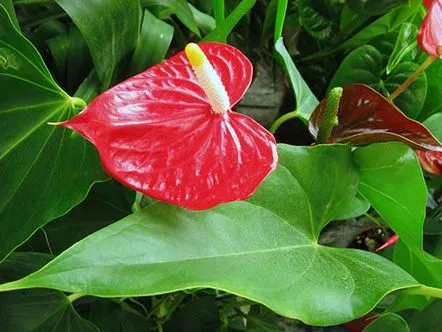 Cum să faci față petelor de pe frunzele de anthurium