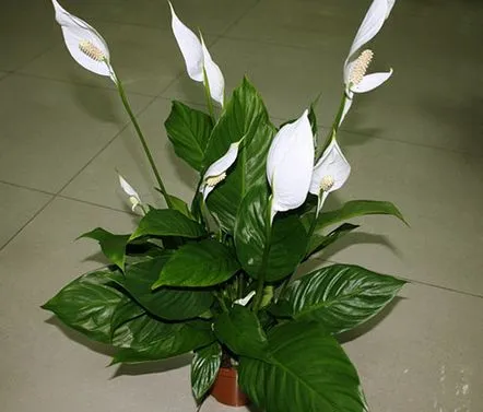 Transplant corect de spathiphyllum după cumpărare