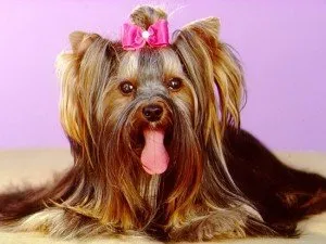 Îngrijirea și întreținerea Yorkshire Terrier, boli comune