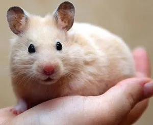 hamsterii