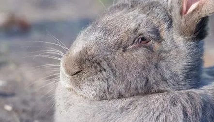 Iepure din rasa Flandra (gigant belgian), descrierea rasei, fotografie