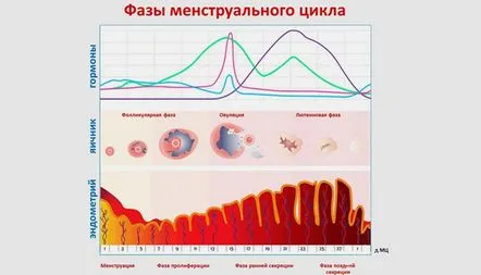 Cum se calculează corect ciclul menstrual și din ce zi, o descriere cu un exemplu