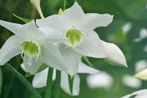 eucharis