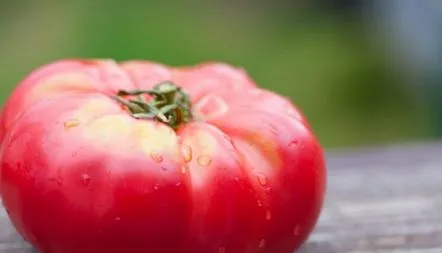 Descrierea soiului de atu siberian de tomate, caracteristici