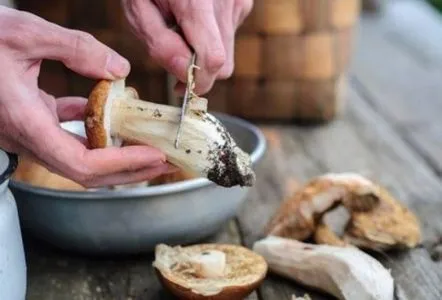 Cum să gătești ciuperci porcini pe un foc de tabără, rețete de kebab cu fotografii