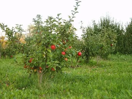 Fotografie cu meri pitici și caracteristici ale cultivării lor