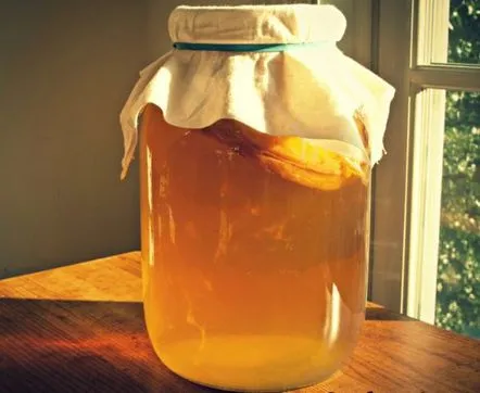 kombucha