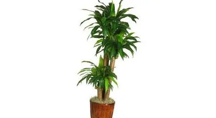 Este posibil să păstrați semnele de dracaena acasă